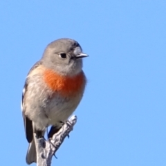 Petroica boodang (Scarlet Robin) at Ginninderry Conservation Corridor - 22 May 2024 by Kurt