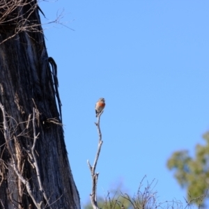 Petroica boodang at CCG100: Woodland Dam - 22 May 2024