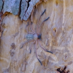 Delena cancerides (Social huntsman spider) at Strathnairn, ACT - 22 May 2024 by Kurt