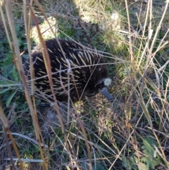 Tachyglossus aculeatus (Short-beaked Echidna) at Chapman, ACT - 22 May 2024 by DesB