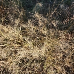 Eragrostis curvula (African Lovegrass) at Farrer Ridge - 22 May 2024 by julielindner