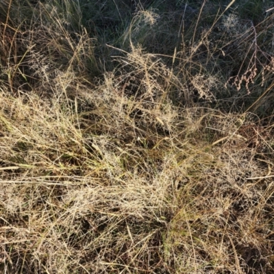 Eragrostis curvula (African Lovegrass) at Farrer, ACT - 22 May 2024 by julielindner