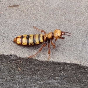 Thynninae (subfamily) at Tidbinbilla Nature Reserve - 2 Apr 2023