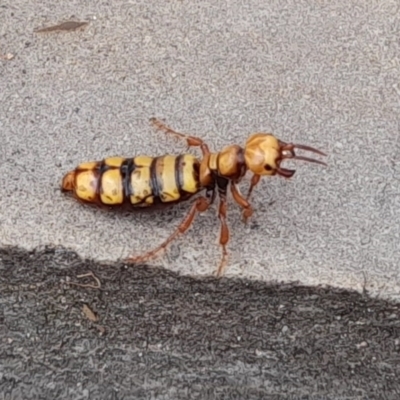 Thynninae (subfamily) (Smooth flower wasp) at Kambah, ACT - 2 Apr 2023 by Tfrog