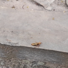 Thynninae (subfamily) at Tidbinbilla Nature Reserve - 2 Apr 2023