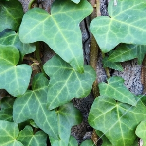 Hedera helix at Red Hill Nature Reserve - 22 May 2024