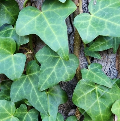 Hedera helix (Ivy) at Red Hill Nature Reserve - 22 May 2024 by Steve818