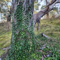 Hedera helix at Red Hill Nature Reserve - 22 May 2024
