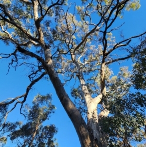 Eucalyptus polyanthemos subsp. polyanthemos at Red Hill Nature Reserve - 22 May 2024