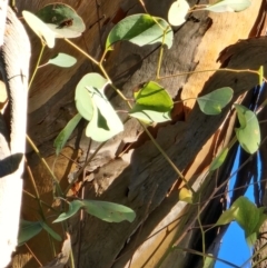 Eucalyptus polyanthemos subsp. polyanthemos at Red Hill Nature Reserve - 22 May 2024