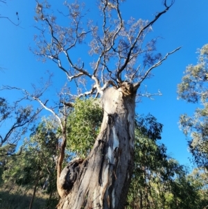 Eucalyptus melliodora at Red Hill Nature Reserve - 22 May 2024