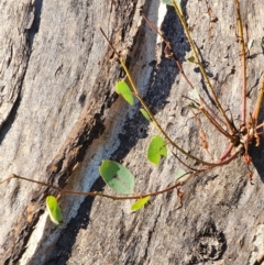 Eucalyptus melliodora at Red Hill Nature Reserve - 22 May 2024