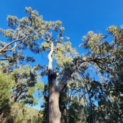 Eucalyptus bridgesiana (Apple Box) at Red Hill Nature Reserve - 22 May 2024 by Steve818