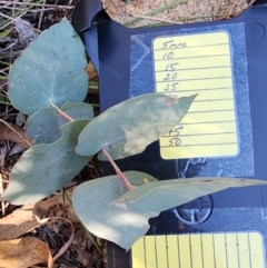Eucalyptus bridgesiana at Red Hill Nature Reserve - 22 May 2024