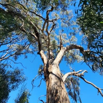 Eucalyptus melliodora (Yellow Box) at Deakin, ACT - 22 May 2024 by Steve818