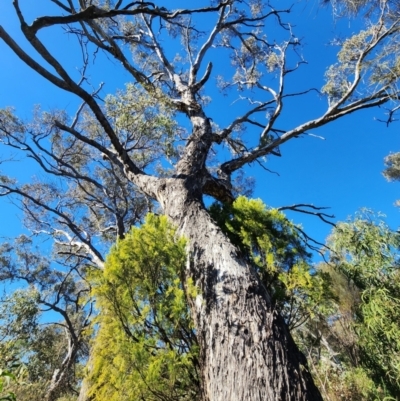 Eucalyptus melliodora (Yellow Box) at Red Hill Nature Reserve - 22 May 2024 by Steve818