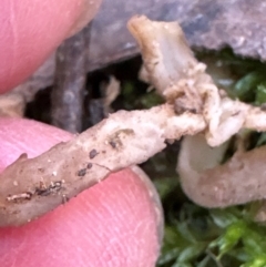 Unidentified Fungus at Kangaroo Valley, NSW - 22 May 2024 by lbradley