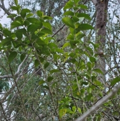 Ligustrum lucidum (Large-leaved Privet) at Hawker, ACT - 15 May 2024 by sangio7