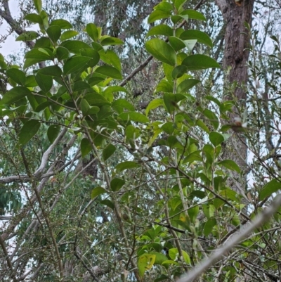 Ligustrum lucidum (Large-leaved Privet) at The Pinnacle - 15 May 2024 by sangio7