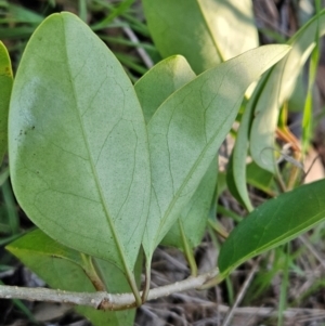 Ligustrum lucidum at The Pinnacle - 15 May 2024 03:24 PM