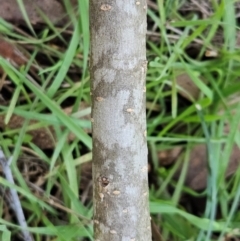 Ligustrum lucidum at The Pinnacle - 15 May 2024 03:24 PM