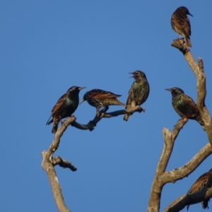 Sturnus vulgaris at Symonston, ACT - 22 May 2024 04:22 PM