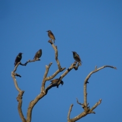 Sturnus vulgaris at Symonston, ACT - 22 May 2024 04:22 PM