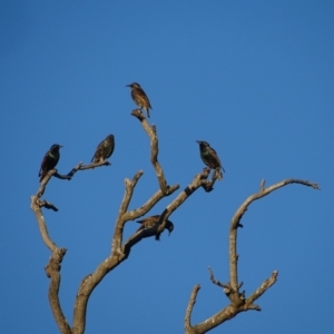 Sturnus vulgaris at Symonston, ACT - 22 May 2024