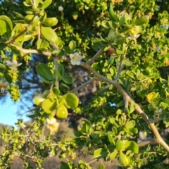 Lycium ferocissimum (African Boxthorn) at Jerrabomberra Grassland - 22 May 2024 by Mike