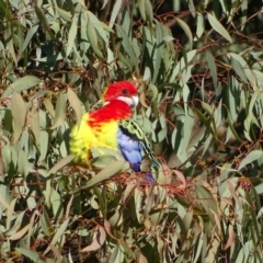 Platycercus eximius (Eastern Rosella) at Callum Brae - 22 May 2024 by Mike