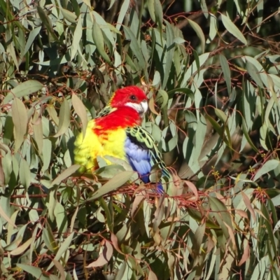 Platycercus eximius (Eastern Rosella) at Symonston, ACT - 22 May 2024 by Mike
