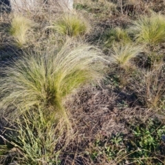 Nassella trichotoma (Serrated Tussock) at Symonston, ACT - 22 May 2024 by Mike