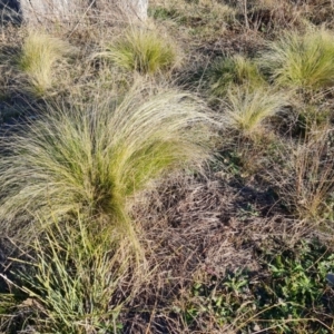 Nassella trichotoma at Callum Brae - 22 May 2024