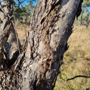 Papyrius sp. (genus) at Callum Brae - suppressed