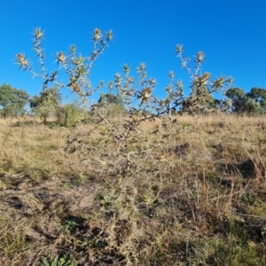 Carthamus lanatus at Callum Brae - 22 May 2024