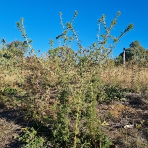 Carthamus lanatus at Callum Brae - 22 May 2024