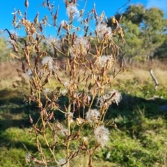 Lactuca serriola (Prickly Lettuce) at Callum Brae - 22 May 2024 by Mike