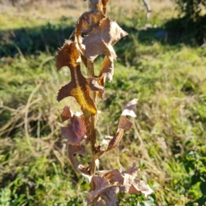 Lactuca serriola at Callum Brae - 22 May 2024