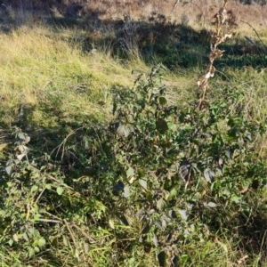 Solanum nigrum at Callum Brae - 22 May 2024