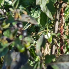 Solanum nigrum at Callum Brae - 22 May 2024 02:40 PM