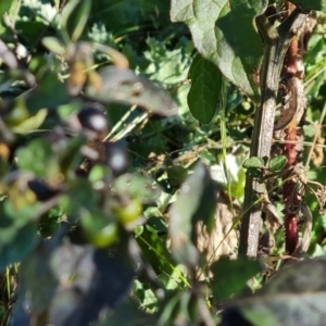 Solanum nigrum at Callum Brae - 22 May 2024