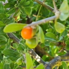 Lycium ferocissimum (African Boxthorn) at Callum Brae - 22 May 2024 by Mike