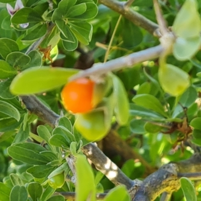 Lycium ferocissimum (African Boxthorn) at Symonston, ACT - 22 May 2024 by Mike