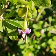 Lycium ferocissimum at Callum Brae - 22 May 2024