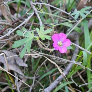 Geranium solanderi var. solanderi at The Pinnacle - 21 May 2024 10:15 AM