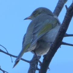 Ptilotula fusca (Fuscous Honeyeater) at Queanbeyan West, NSW - 22 May 2024 by Paul4K