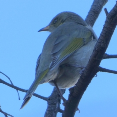 Ptilotula fusca (Fuscous Honeyeater) at Bicentennial Park - 22 May 2024 by Paul4K