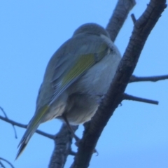 Ptilotula fusca at Bicentennial Park - 22 May 2024