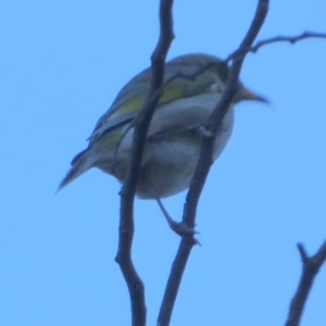 Ptilotula fusca at Bicentennial Park - 22 May 2024