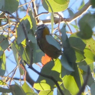 Pardalotus punctatus (Spotted Pardalote) at Bicentennial Park - 22 May 2024 by Paul4K